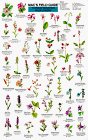 Mac's Field Guide to Rocky Mountain Wildflowers [Misc. Supplies] MacGowan, Craig