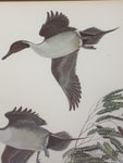 Oakgrove Pintails John A. Ruthven Print Signed Numbered Ducks