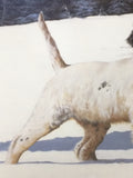 Mistaken Identity English Setter Phillip Crowe Print Signed Numbered Limited Edition