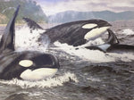 Orca Stration Brian Jarvi Signed Numbered Print Killer Whale Ted Danson
