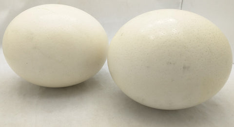 2 Genuine Ostrich Egg Large Blown Empty Clean Thick Shell Craft Display School