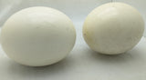 2 Genuine Ostrich Egg Large Blown Empty Clean Thick Shell Craft Display School