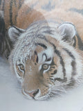 Robert Bateman Siberian Tiger Signed Glass Poster Print 24X18 Framed Art 1996 Wild Wing LA ISU Bengals